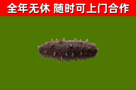 什邡市回收海参干